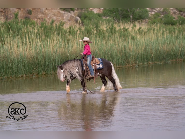 Tinker Mestizo Caballo castrado 5 años  in Canyon