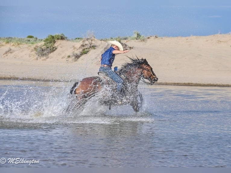 Tinker Mestizo Caballo castrado 5 años Castaño rojizo in Rigby