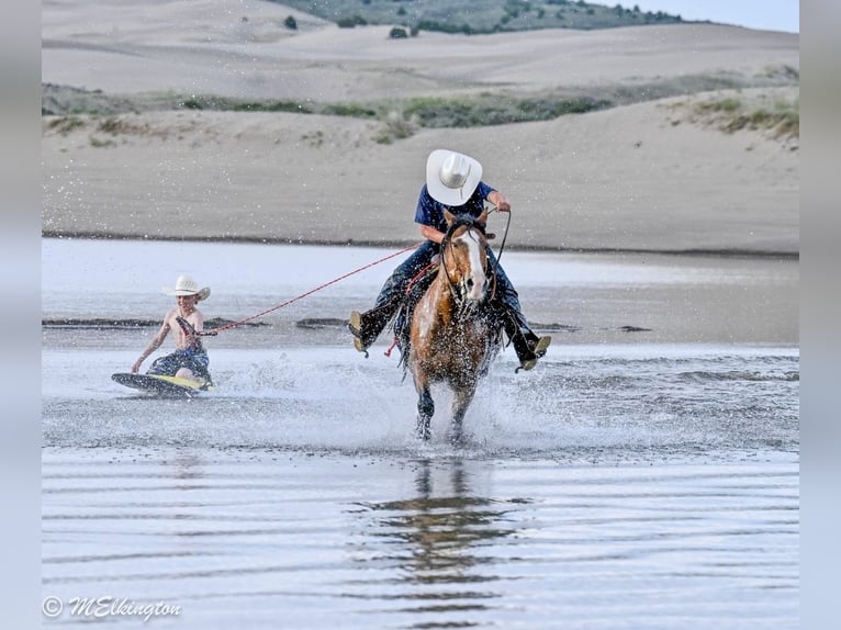 Tinker Mestizo Caballo castrado 5 años Castaño rojizo in Rigby