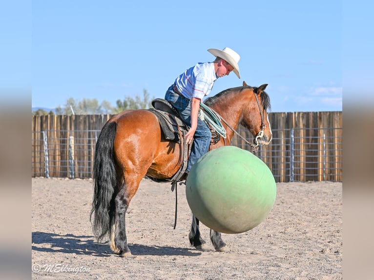 Tinker Mestizo Caballo castrado 5 años Castaño rojizo in Rigby