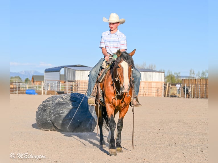 Tinker Mestizo Caballo castrado 5 años Castaño rojizo in Rigby