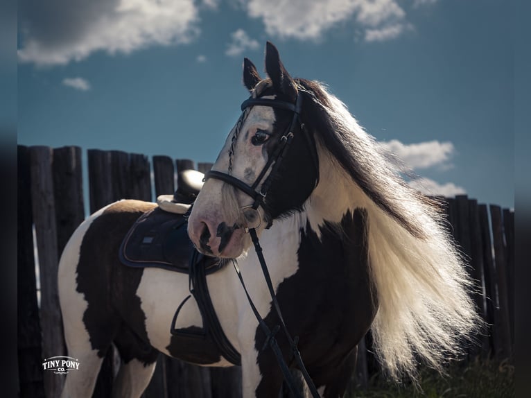 Tinker Caballo castrado 5 años Pío in Jacksboro