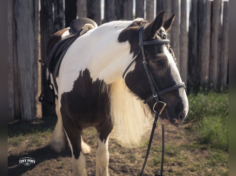 Tinker Caballo castrado 5 años Pío in Jacksboro