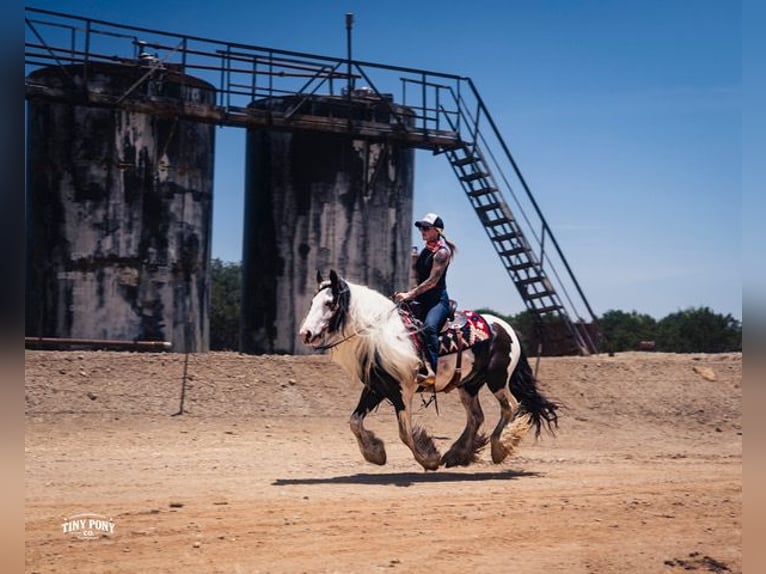 Tinker Caballo castrado 5 años Pío in Jacksboro