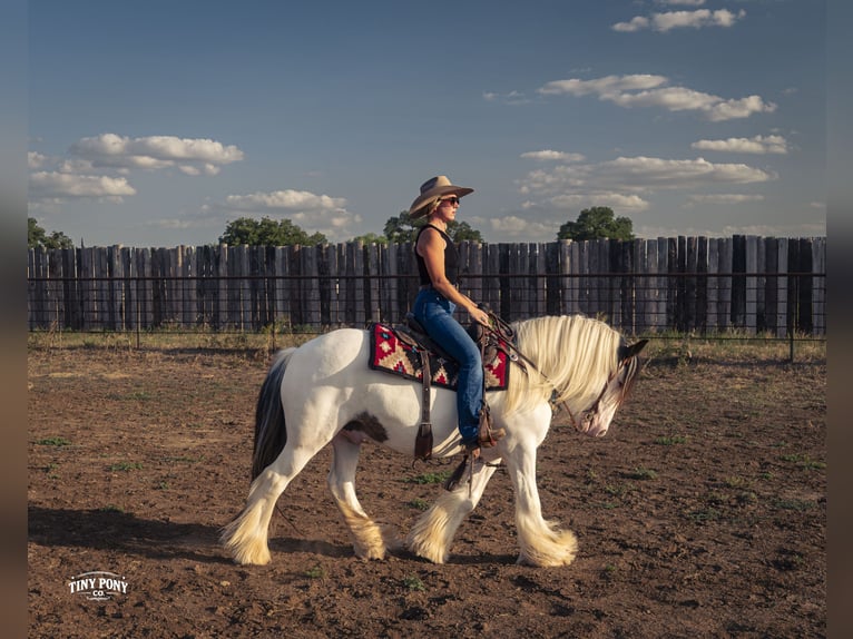 Tinker Caballo castrado 5 años Pío in Jacksboro