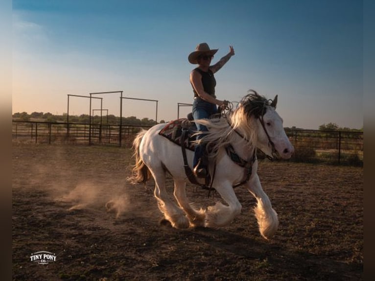 Tinker Caballo castrado 5 años Pío in Jacksboro