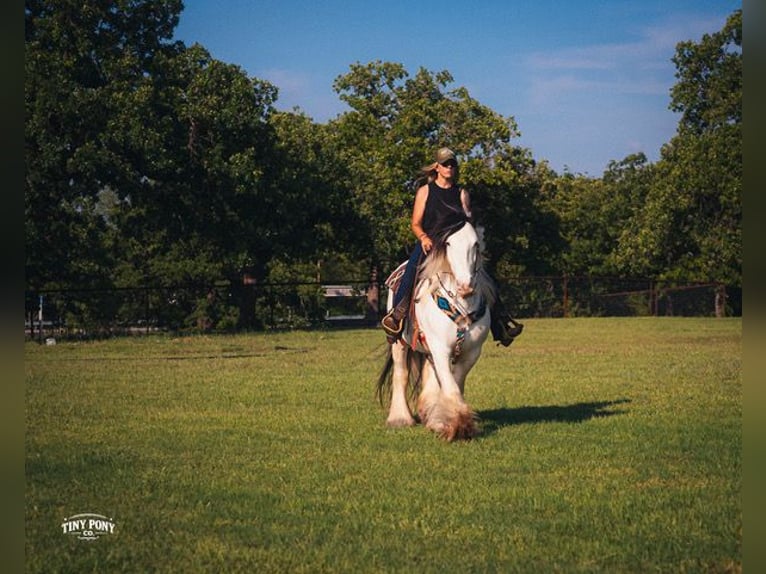 Tinker Caballo castrado 5 años Pío in Jacksboro