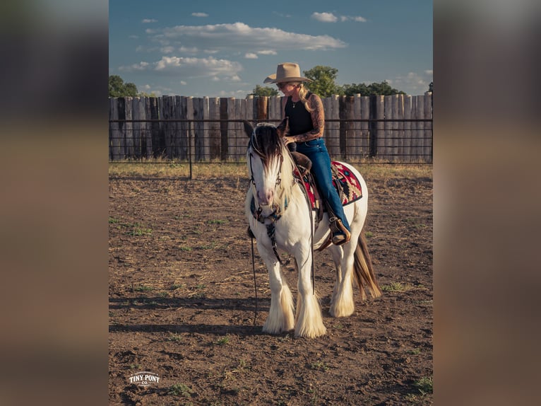 Tinker Caballo castrado 5 años Pío in Jacksboro