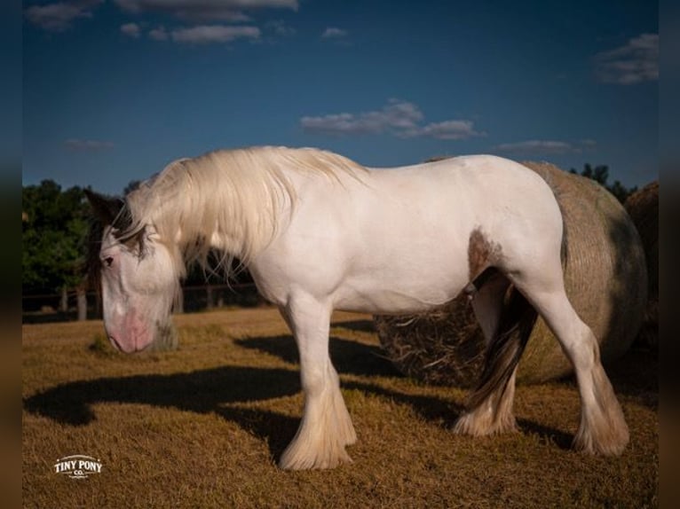 Tinker Caballo castrado 5 años Pío in Jacksboro