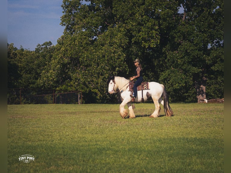 Tinker Caballo castrado 5 años Pío in Jacksboro