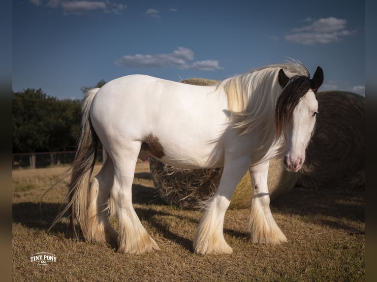 Tinker Caballo castrado 5 años Pío in Jacksboro
