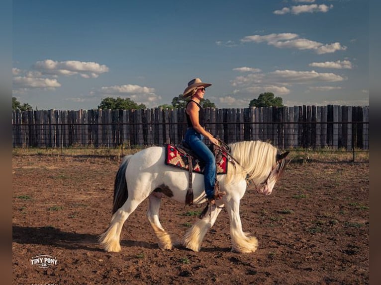 Tinker Caballo castrado 5 años Pío in Jacksboro