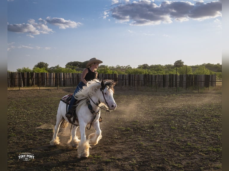 Tinker Caballo castrado 5 años Pío in Jacksboro