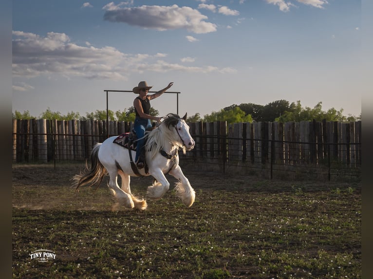 Tinker Caballo castrado 5 años Pío in Jacksboro