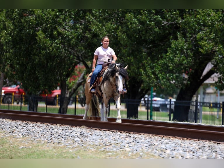 Tinker Mestizo Caballo castrado 5 años Pío in Forney