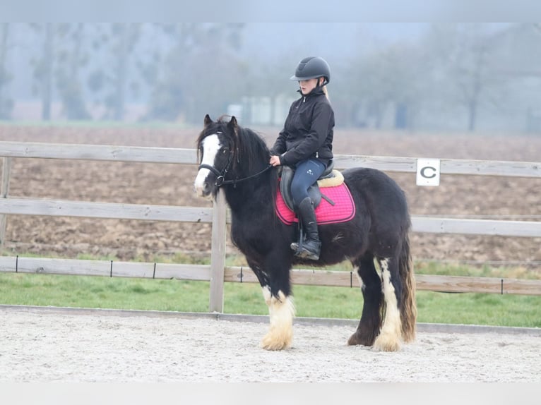 Tinker Caballo castrado 6 años 125 cm Negro in Bogaarden