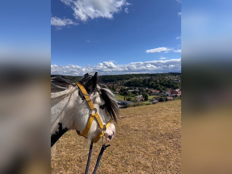 Tinker Caballo castrado 6 años 125 cm Pío in Giengen an der Brenz