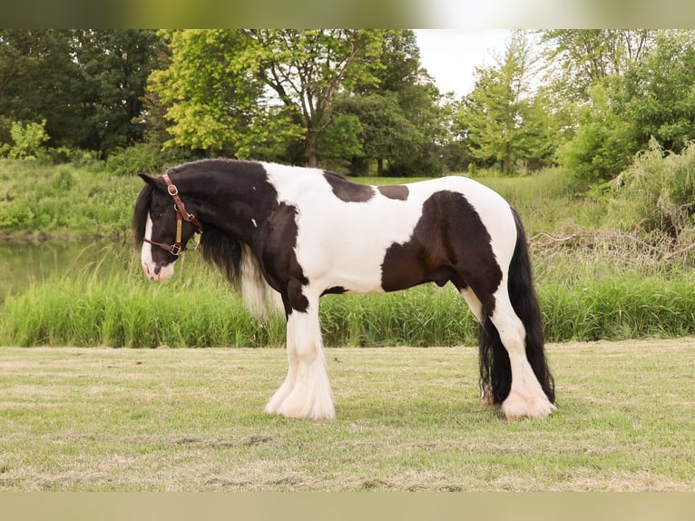 Tinker Caballo castrado 6 años 127 cm Tobiano-todas las-capas in Howell
