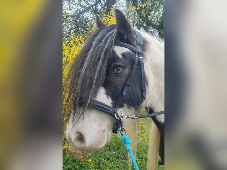 Tinker Caballo castrado 6 años 129 cm Pío in Isny im Allg&#xE4;u