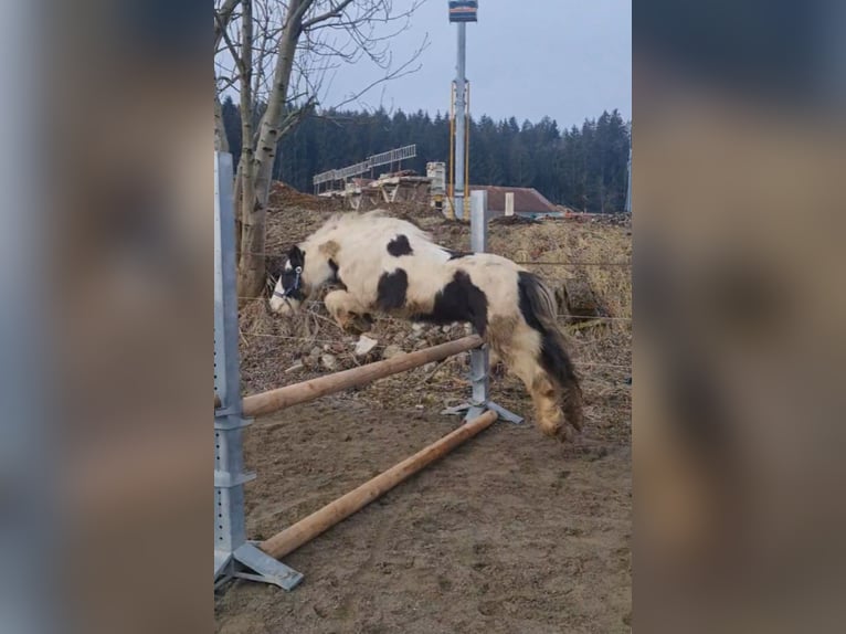 Tinker Caballo castrado 6 años 129 cm Pío in Isny im Allg&#xE4;u
