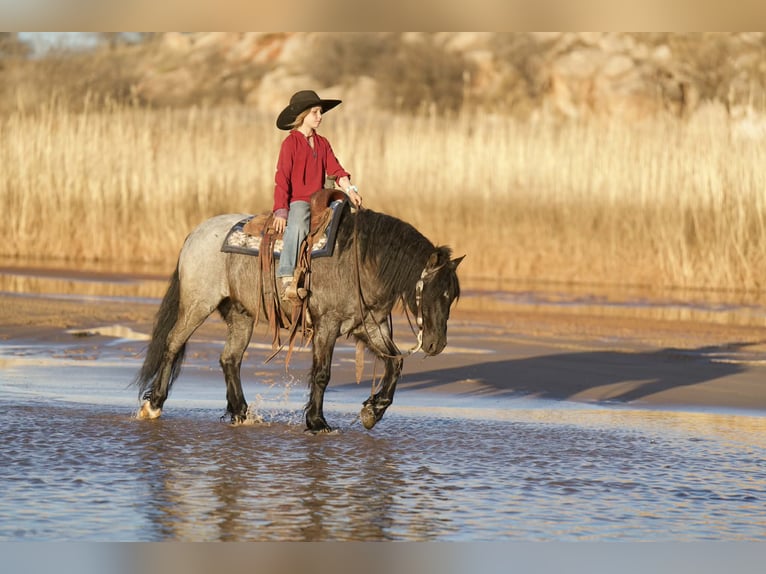 Tinker Mestizo Caballo castrado 6 años 135 cm Ruano azulado in Canyon, TX