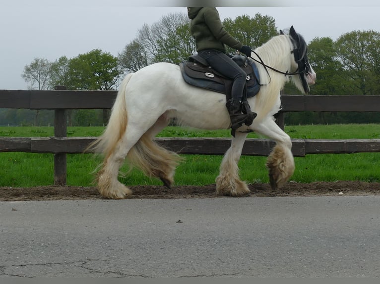Tinker Caballo castrado 6 años 137 cm Pío in Lathen