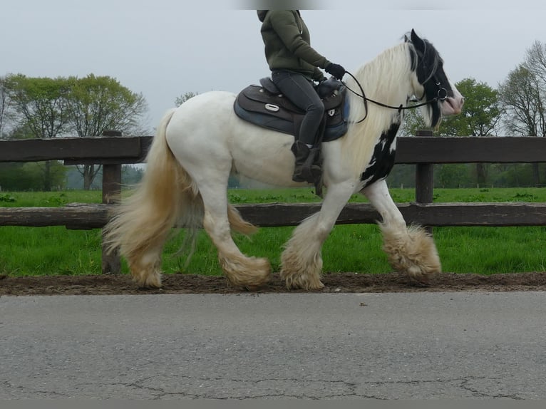 Tinker Caballo castrado 6 años 137 cm Pío in Lathen