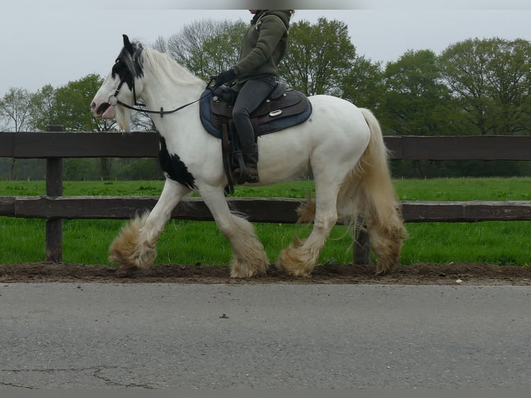 Tinker Caballo castrado 6 años 137 cm Pío in Lathen