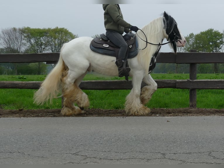 Tinker Caballo castrado 6 años 137 cm Pío in Lathen