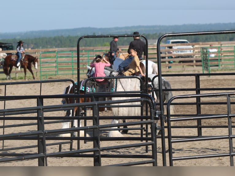 Tinker Caballo castrado 6 años 137 cm Pío in Syracuse
