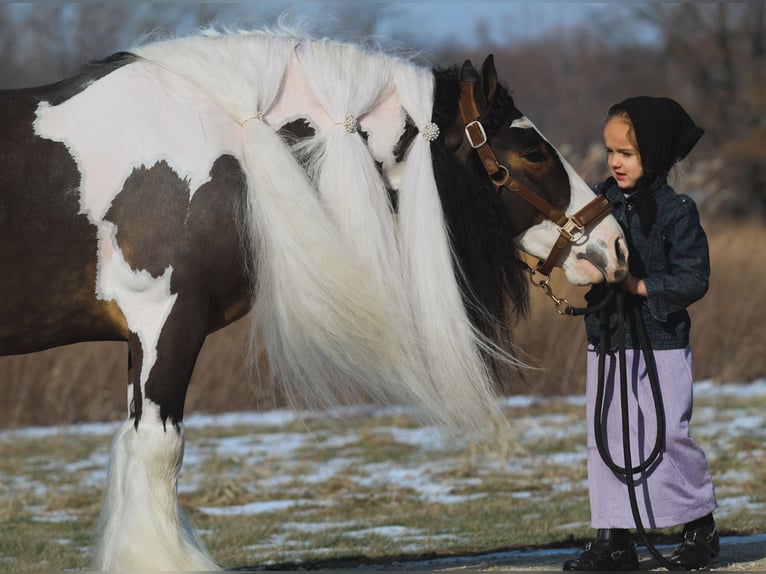 Tinker Caballo castrado 6 años 137 cm Pío in Syracuse