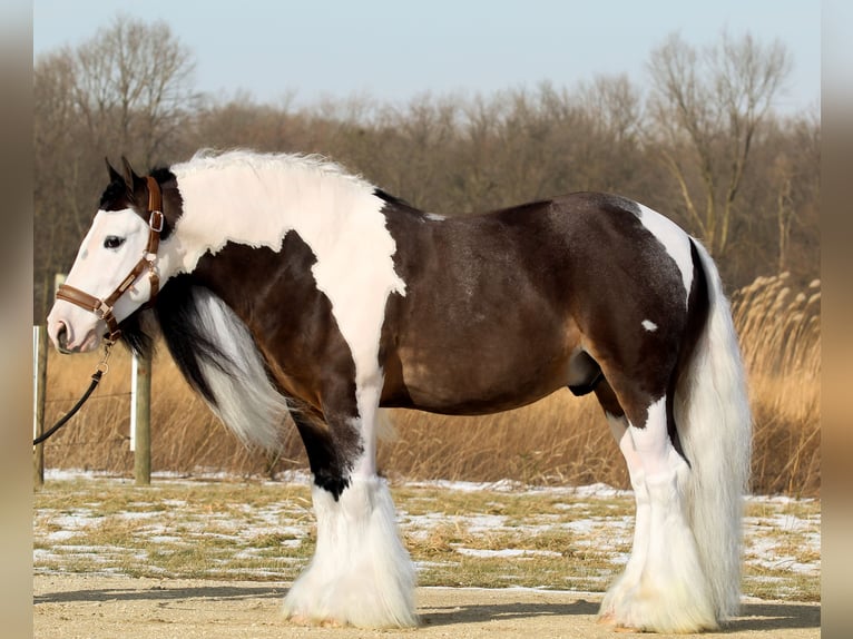 Tinker Caballo castrado 6 años 137 cm Pío in Syracuse