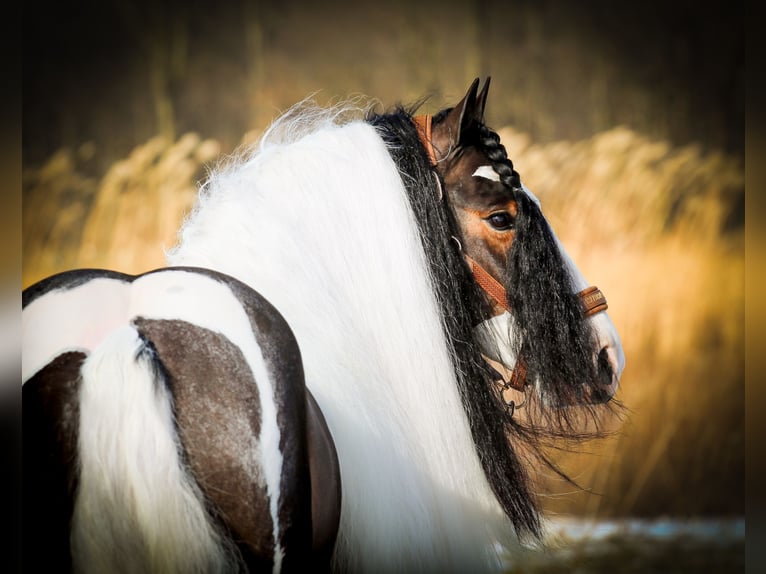 Tinker Caballo castrado 6 años 137 cm Pío in Syracuse