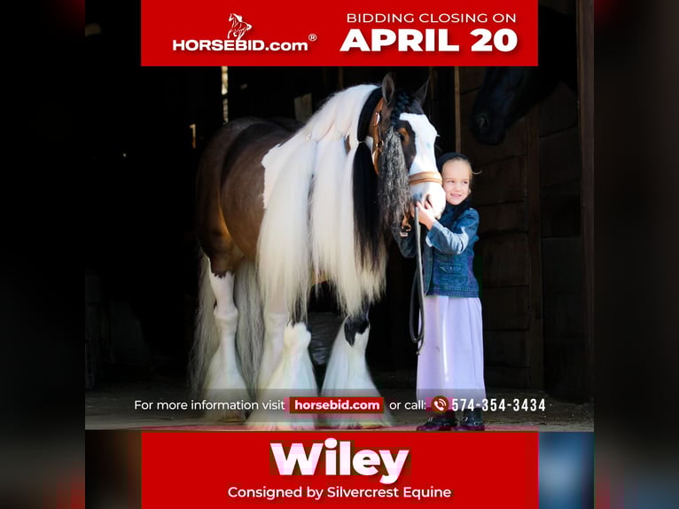 Tinker Caballo castrado 6 años 137 cm Pío in Syracuse