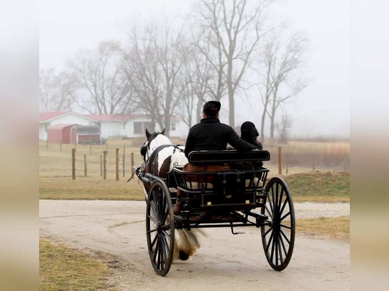 Tinker Caballo castrado 6 años 137 cm Pío in Syracuse
