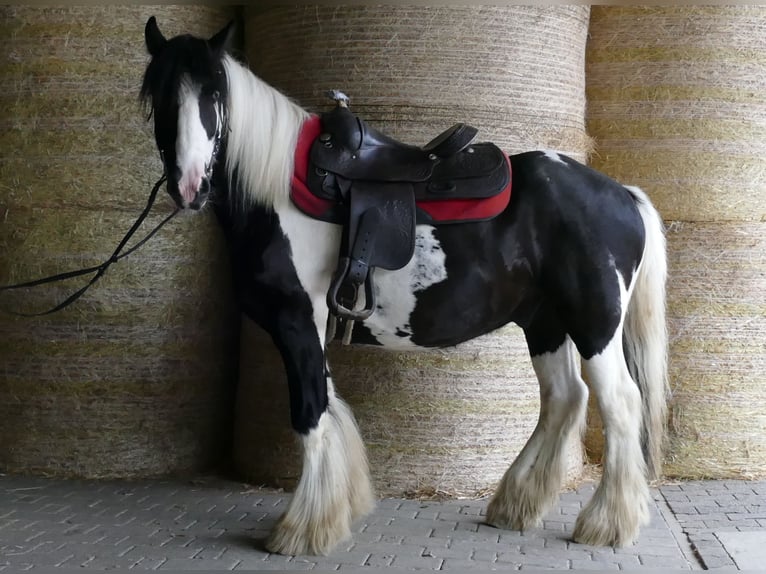 Tinker Caballo castrado 6 años 138 cm Pío in Lathen