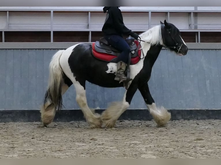 Tinker Caballo castrado 6 años 138 cm Pío in Lathen