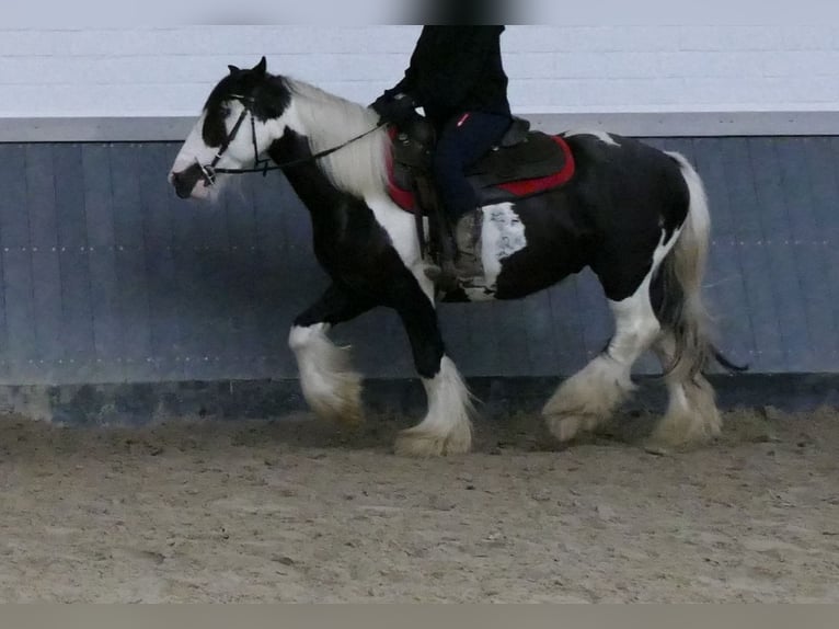 Tinker Caballo castrado 6 años 138 cm Pío in Lathen