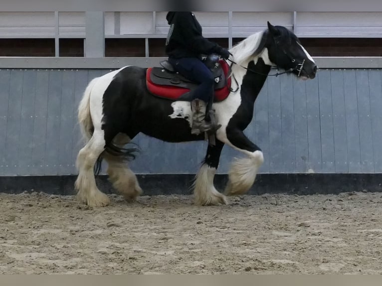 Tinker Caballo castrado 6 años 138 cm Pío in Lathen