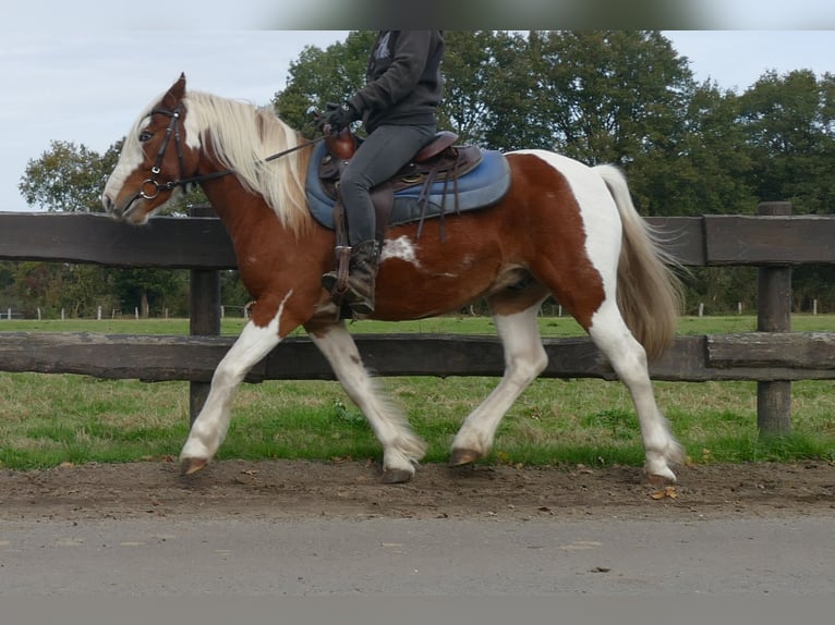 Tinker Mestizo Caballo castrado 6 años 138 cm Pío in Lathen