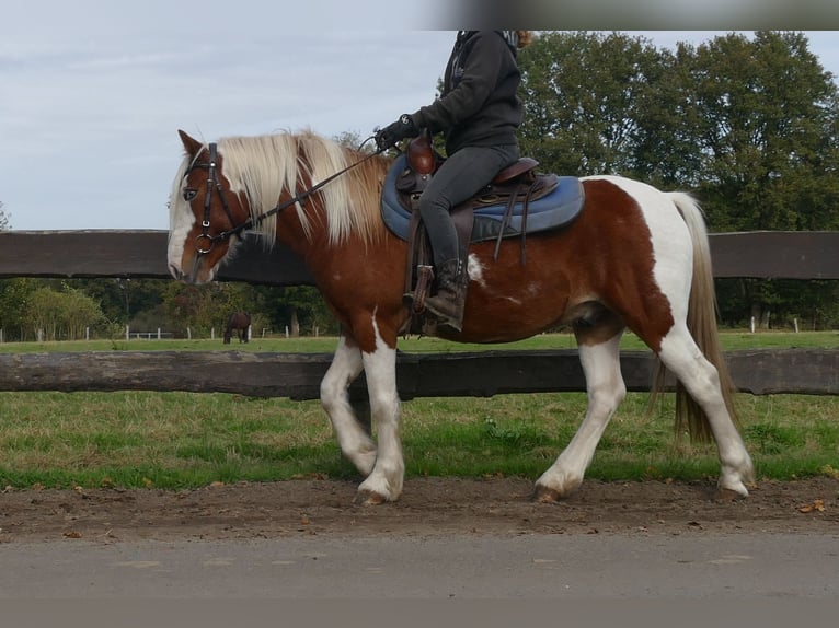 Tinker Mestizo Caballo castrado 6 años 138 cm Pío in Lathen