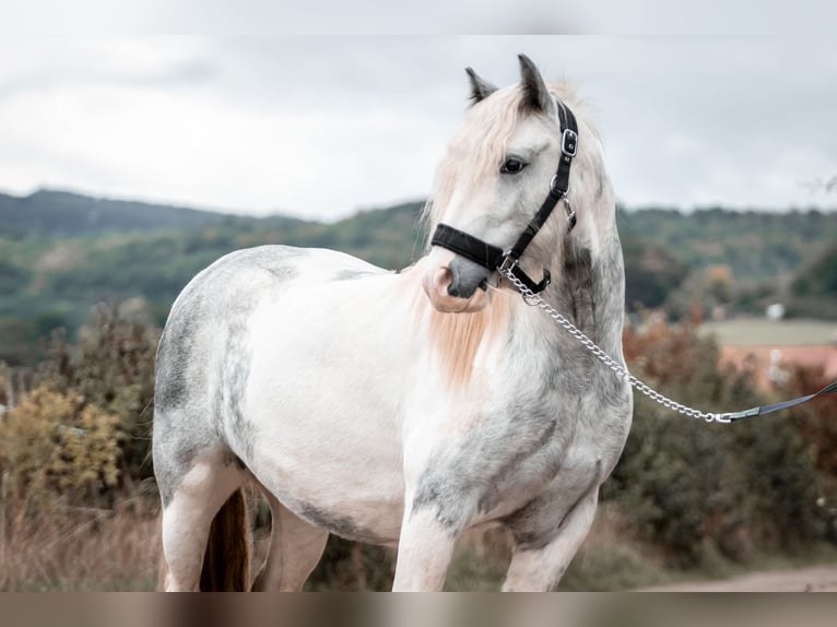 Tinker Mestizo Caballo castrado 6 años 139 cm Tordo in Kirchhain