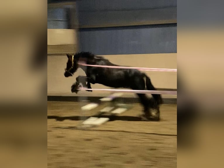 Tinker Caballo castrado 6 años 140 cm Morcillo in Norderstedt