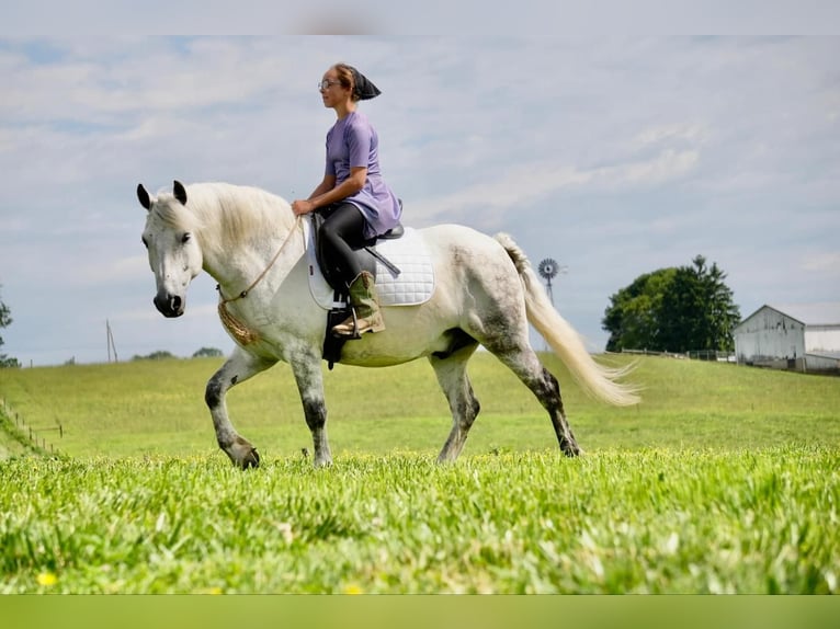 Tinker Mestizo Caballo castrado 6 años 140 cm Tordo in Fresno, OH