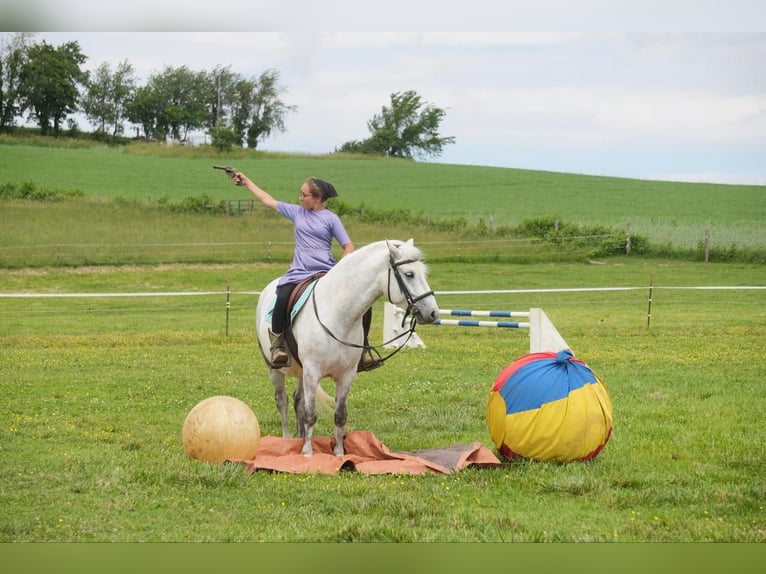 Tinker Mestizo Caballo castrado 6 años 140 cm Tordo in Fresno, OH