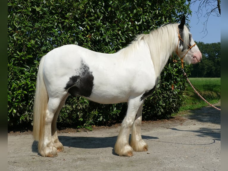 Tinker Caballo castrado 6 años 143 cm Pío in Lathen