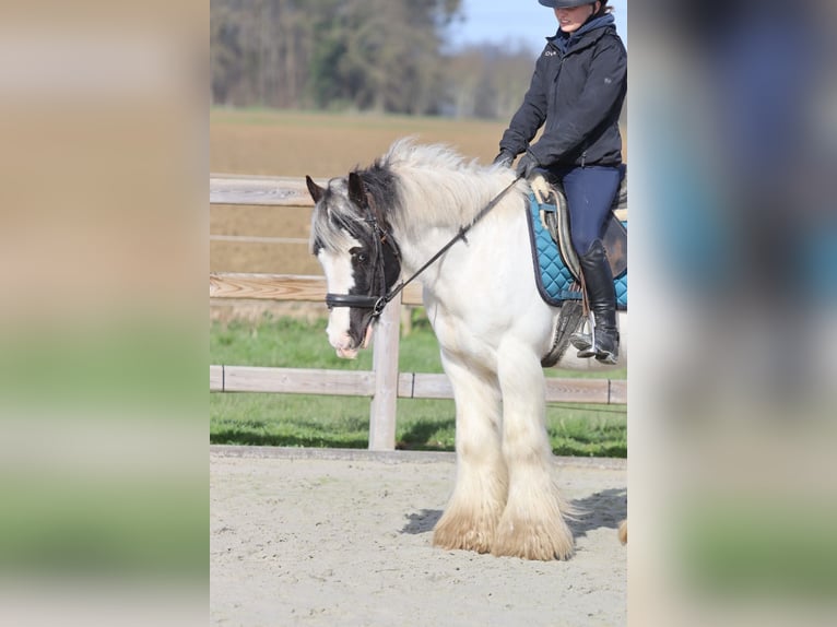 Tinker Caballo castrado 6 años 144 cm Pío in Pepingen