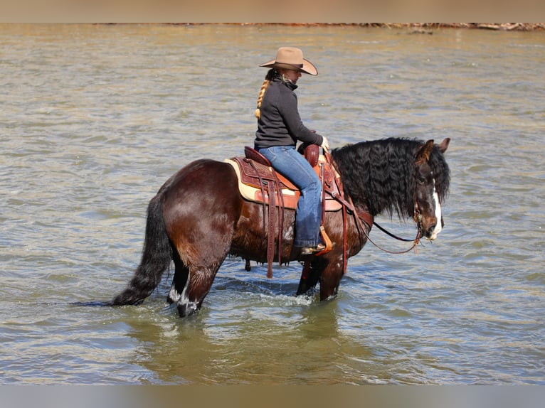 Tinker Caballo castrado 6 años 145 cm Castaño rojizo in Clarion