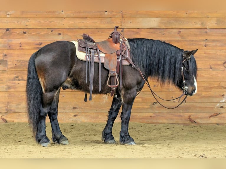 Tinker Caballo castrado 6 años 145 cm Castaño rojizo in Clarion