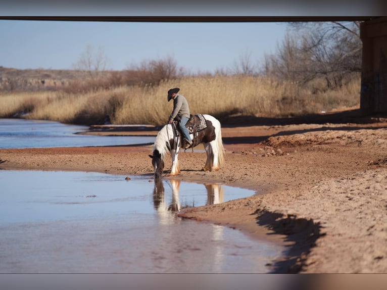 Tinker Caballo castrado 6 años 147 cm in Canyon, TX